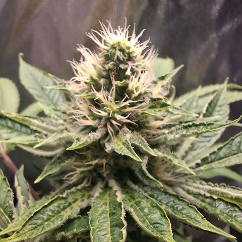 PLUTO growlog timeline photo