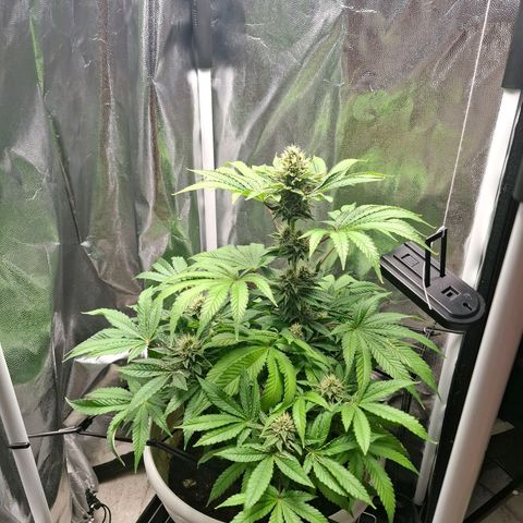 PLUTO growlog timeline photo