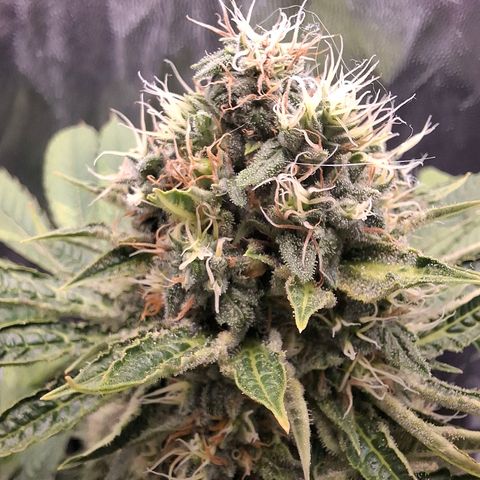 PLUTO growlog timeline photo