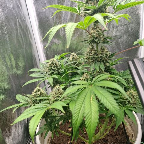 PLUTO growlog timeline photo