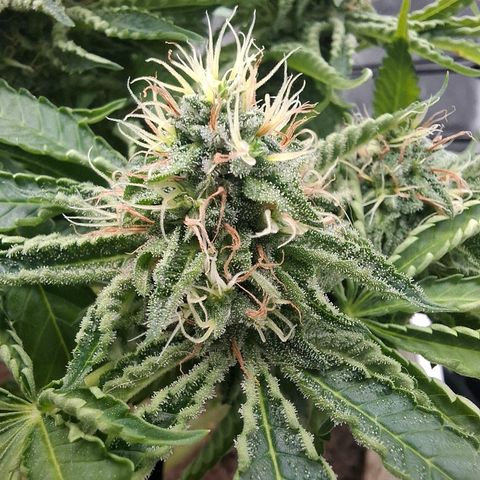 PLUTO growlog timeline photo