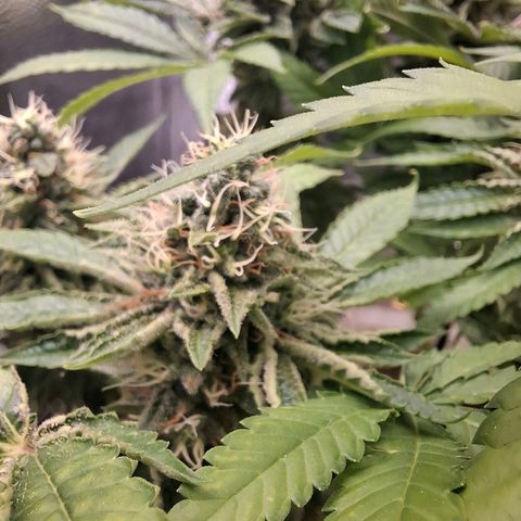 PLUTO growlog timeline photo