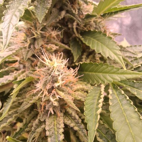 PLUTO growlog timeline photo