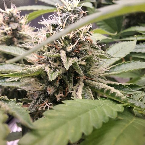 PLUTO growlog timeline photo