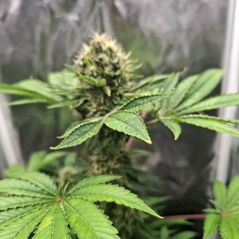 PLUTO growlog timeline photo