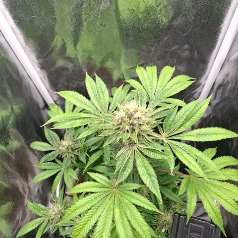 PLUTO growlog timeline photo