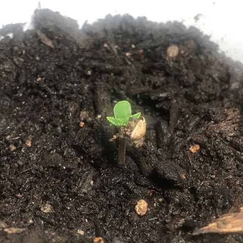 Lion og  growlog photo: Starting to leaf 