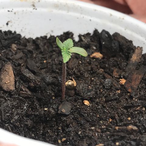 Lion og  growlog timeline photo