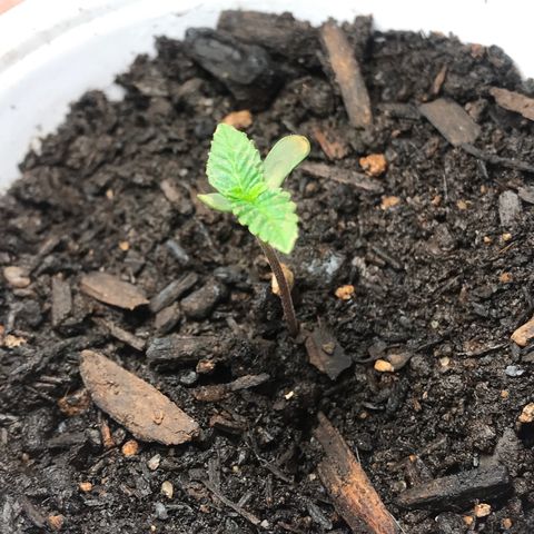Lion og  growlog photo: Started growing 2 more leaves 