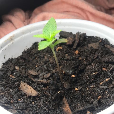 Lion og  growlog photo: Getting bigger