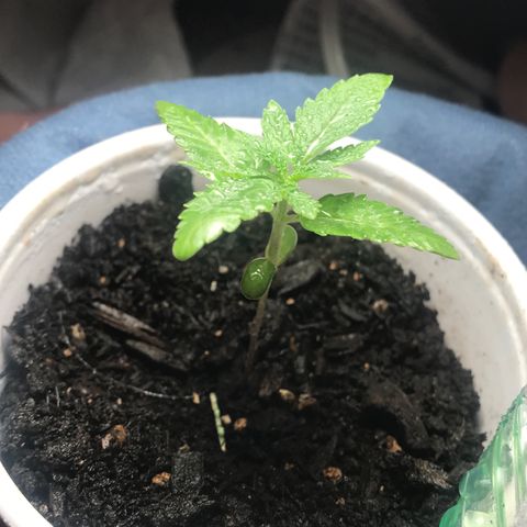 Lion og  growlog photo: Has 12 leaves growing 