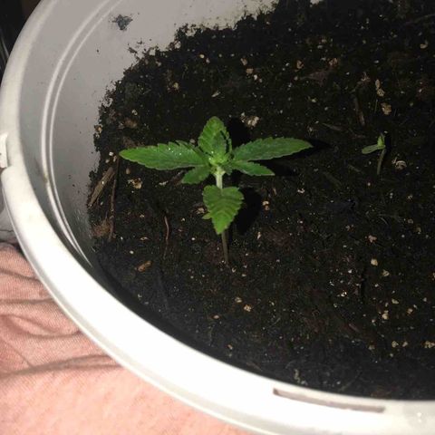 Lion og  growlog timeline photo