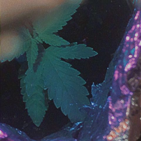 Lion og  growlog photo: Starting to smell 
