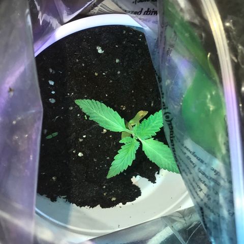 Unknown strain growlog photo: Leaves starting to grow