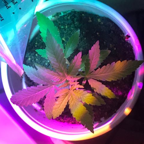 Lion og  growlog timeline photo
