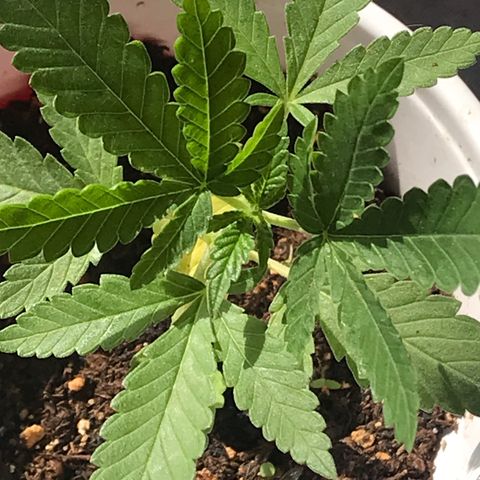 Lion og  growlog timeline photo