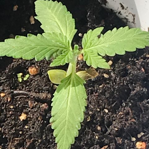 Unknown strain growlog timeline photo