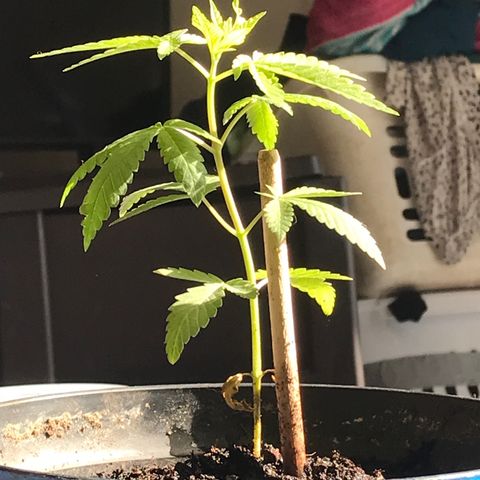 Lion og  growlog timeline photo