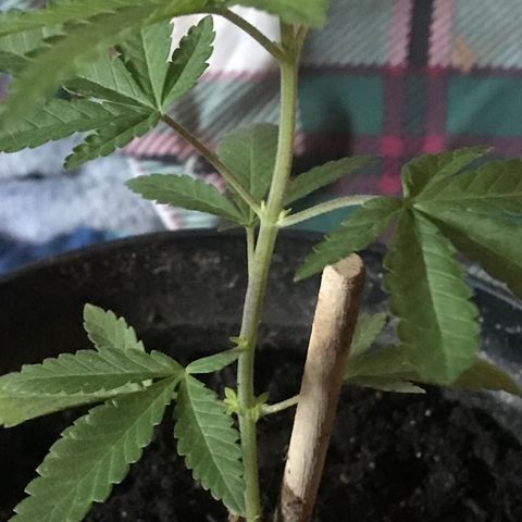 Lion og  growlog photo: Started to grow leaves at its nodes 