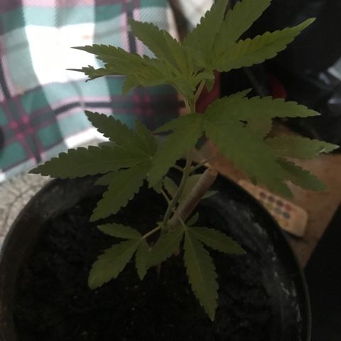 Lion og  growlog timeline photo