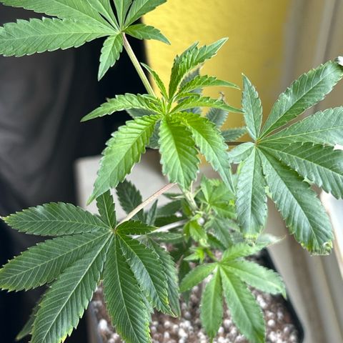 Bubby  growlog timeline photo