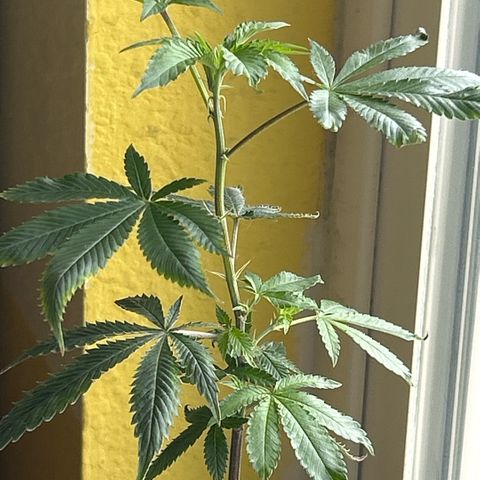 Bubby  growlog timeline photo