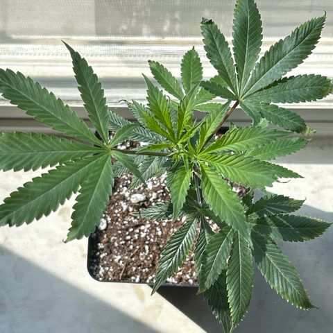 Bubby  growlog photo: She seems to adjusting well to the new environment. 