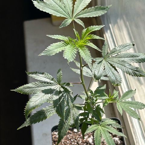 Bubby  growlog photo: She seems to adjusting well to the new environment. 