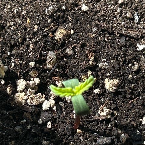 Panini (Sweet Mandarin Blossom) growlog photo: Last night she opened up quite well.