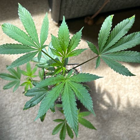 Bubby  growlog photo: The clone has been adjusting well the scent is becoming more prominent and intense. Though I’ve noticed some slight curling of the leaves for the adjustment period. The plant seems to be thriving and enjoying the set up I have going for it. New grow has already arrived and the plant is growing tall and doing well. I will have to transplant this clone soon. 