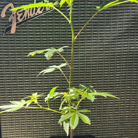 Bubby  growlog photo: The clone has been adjusting well, though I’ve noticed some slight curling of the leaves for the adjustment period. The plant seems to be thriving and enjoying the set up I have going for it. New grow has already arrived and the plant is growing tall and doing well. I will have to transplant this clone soon.