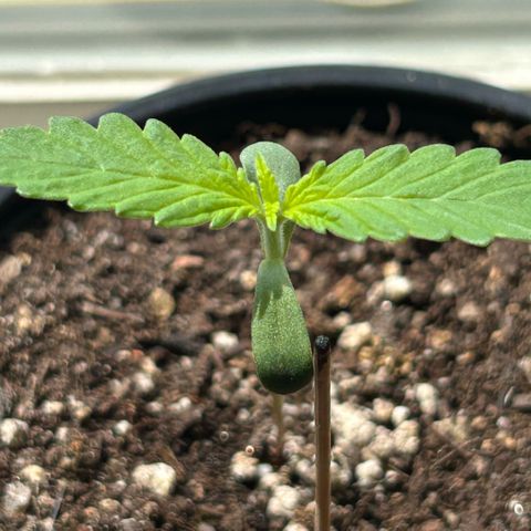 Panini (Sweet Mandarin Blossom) growlog photo: She is doing quite well, enjoying the sun and set up. 
