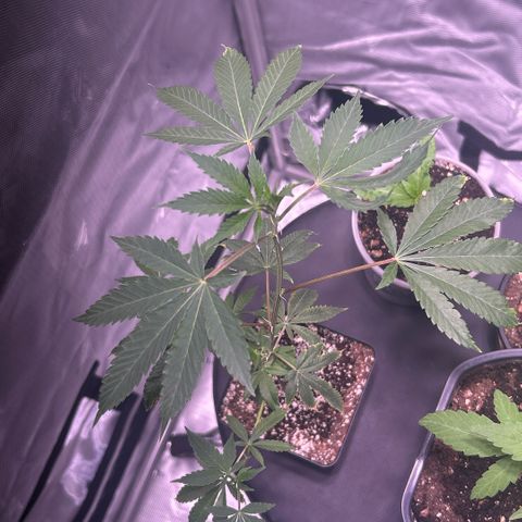 Bubby  growlog photo: Today the plant was doing well and is still doing quite well but I noticed that it was stretching a little bit. So I lowered the light and I ended up shocking the plant. After noticing the plant drooping extremely fast I watered it for the day and raised the light. I had propped the plants up and they still are and seem to be doing great so hopefully she can recover quickly. 