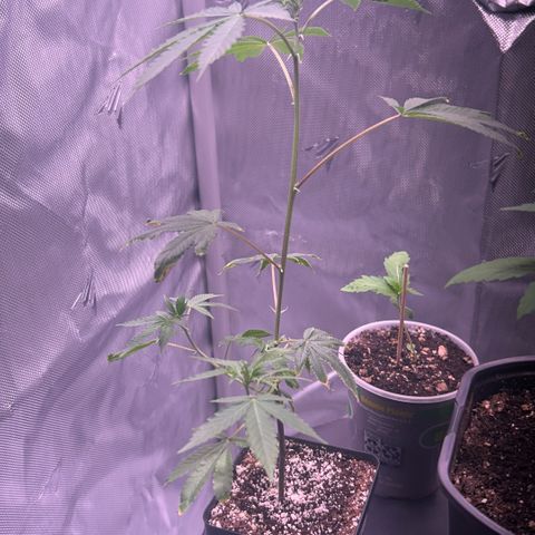 Bubby  growlog photo: Today the plant was doing well and is still doing quite well but I noticed that it was stretching a little bit. So I lowered the light and I ended up shocking the plant. After noticing the plant drooping extremely fast I watered it for the day and raised the light. I had propped the plants up and they still are and seem to be doing great so hopefully she can recover quickly. 