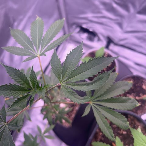 Bubby  growlog photo: Today the plant was doing well and is still doing quite well but I noticed that it was stretching a little bit. So I lowered the light and I ended up shocking the plant. After noticing the plant drooping extremely fast I watered it for the day and raised the light. I had propped the plants up and they still are and seem to be doing great so hopefully she can recover quickly. 