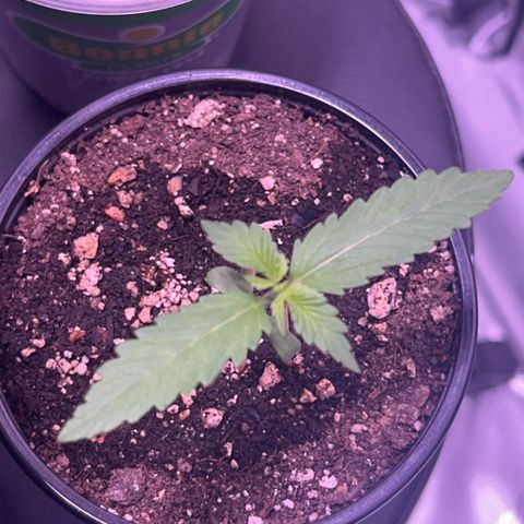 Panini (Sweet Mandarin Blossom) growlog photo: She is doing great but she’s habitually leaning towards the light. I propped her up so imma keep rotating her 