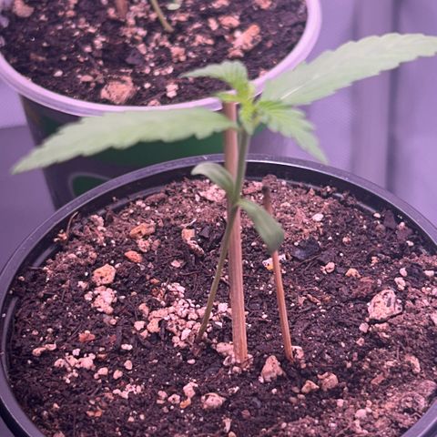 Panini (Sweet Mandarin Blossom) growlog photo: She is doing great but she’s habitually leaning towards the light. I propped her up so imma keep rotating her 