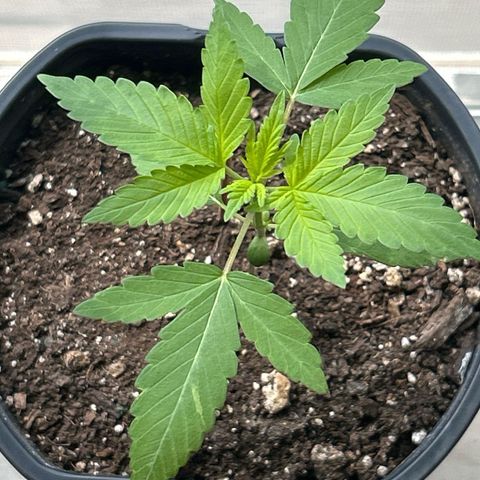 Foto del growlog de Squidwina (Chick Magnet): Entered into veg state yesterday last night. So far so good the plant seems to be doing great. New grow every 2 days. I have noticed some fungus gnats so I placed an order for some mosquito bits. 