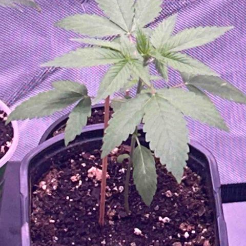 Foto de la cronología del growlog de Squidwina (Chick Magnet)