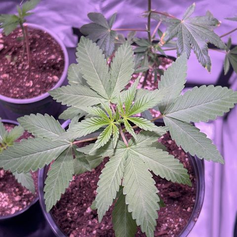 Foto del growlog de Squidwina (Chick Magnet): Plant is adjusting well to new light height. New leaves are growing at the top and at the branch sections. She is beginning to thicken up and she is smelling ! 