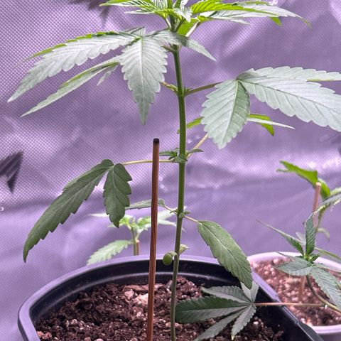 Foto del growlog de Squidwina (Chick Magnet): The plant is adjusting well to new light height. New leaves are growing at the top and at the branch sections. She is beginning to thicken up and she is smelling real ripe. She is a little stretched but she is loving it ! 