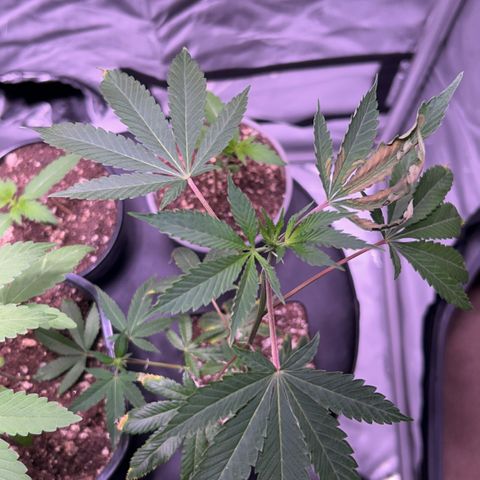 Bubby  growlog photo: Today it seems that the clone is taking a while to come back from the shock. The new growth seems to be healthy and growing in fast. That one leave that has shown trauma has been burnt badly 