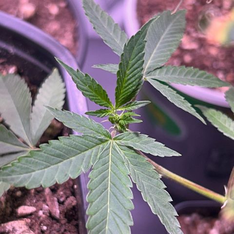 Bubby  growlog photo: Today it seems that the clone is taking a while to come back from the shock. The new growth seems to be healthy and growing in fast. That one leave that has shown trauma has been burnt badly 
