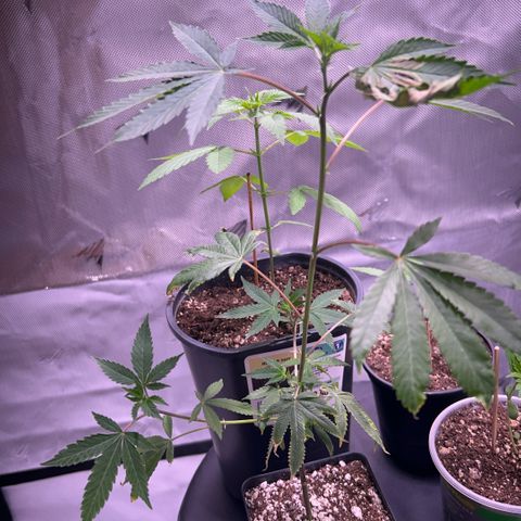 Bubby  growlog photo: Today it seems that the clone is taking a while to come back from the shock. The new growth seems to be healthy and growing in fast. That one leave that has shown trauma has been burnt badly 