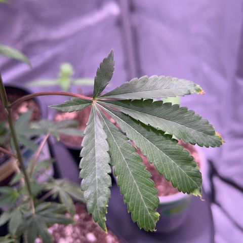 Bubby  growlog photo: Today it seems that the clone is taking a while to come back from the shock. The new growth seems to be healthy and growing in fast. That one leave that has shown trauma has been extremely bad. She is very reactive right now. Water, light, etc.. overall better than before. 