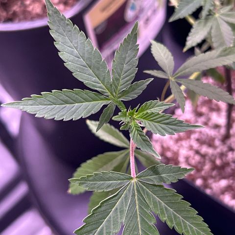 Bubby  growlog photo: Today it seems that the clone is taking a while to come back from the shock. The new growth seems to be healthy and growing in fast. That one leave that has shown trauma has been burnt badly 