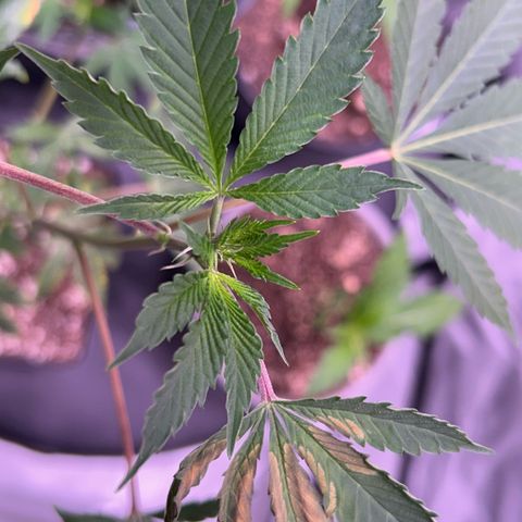 Bubby  growlog photo: Today it seems that the clone is taking a while to come back from the shock. The new growth seems to be healthy and growing in fast. That one leave that has shown trauma has been burnt badly 
