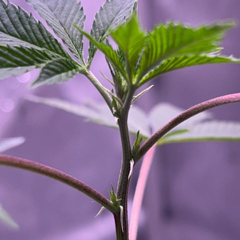 Bubby  growlog photo: Today it seems that the clone is taking a while to come back from the shock. The new growth seems to be healthy and growing in fast. That one leave that has shown trauma has been burnt badly 