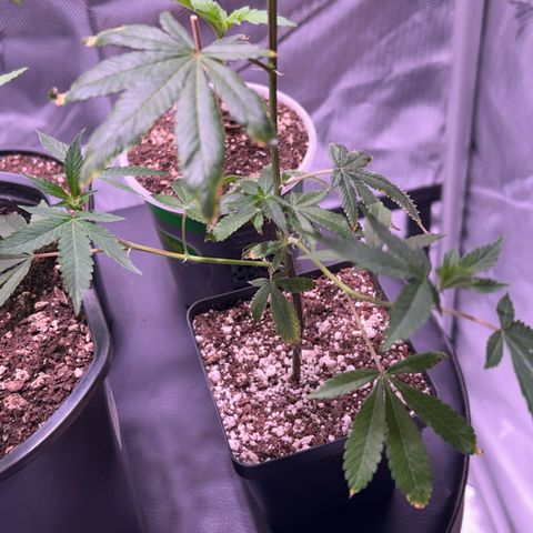 Bubby  growlog photo: Today it seems that the clone is taking a while to come back from the shock. The new growth seems to be healthy and growing in fast. That one leave that has shown trauma has been burnt badly 