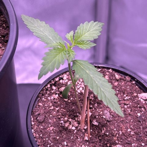 Panini (Sweet Mandarin Blossom) growlog photo: Seems to be doing great and enjoying the new light distance 